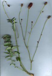sanguisorba-officinalis