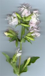 saponaria-officinalis