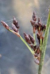 schoenoplectus-litoralis