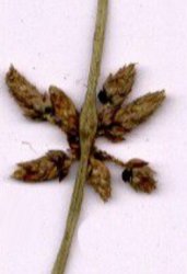 schoenoplectus-supinus