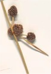scirpoides-holoschoenus-subsp-australis