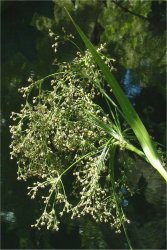 scirpus-sylvaticus