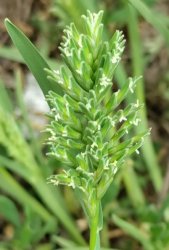 sclerochloa-dura