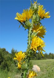 scolymus-grandiflorus