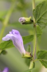 scutellaria-galericulata