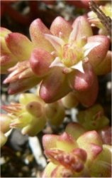 sedum-caespitosum