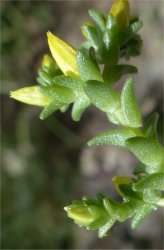sedum-sexangulare