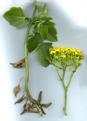 senecio-angulatus