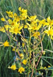 senecio-aquaticus