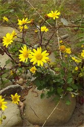 senecio-erraticus