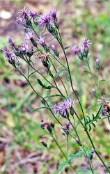 serratula-tinctoria