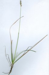 sesleria-caerulea
