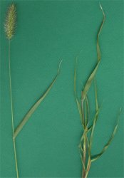 setaria-viridis