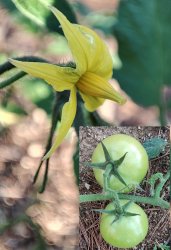 solanum-lycopersicum