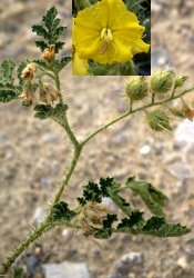 solanum-rostratum
