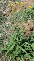 sonchus-arvensis