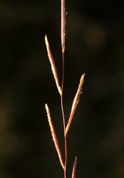 spartina-patens