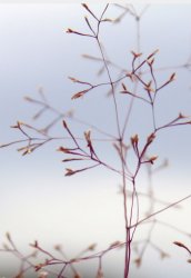 sphenopus-divaricatus