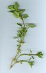 stellaria-media