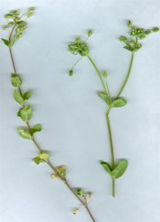 stellaria-neglecta-