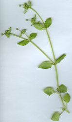 stellaria-pallida