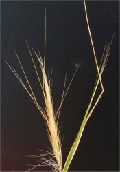 stipa-capensis