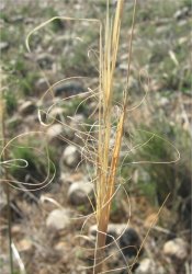 stipa-capillata