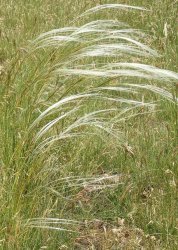 stipa-gallica