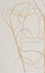 stipa-iberica