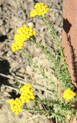 tanacetum-annuum