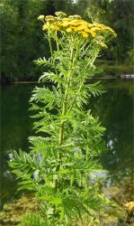 tanacetum-vulgare