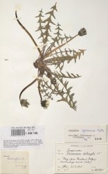 taraxacum-aginnense