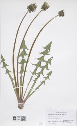 taraxacum-fasciatum