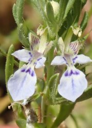 teucrium-aristatum