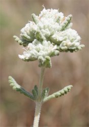 teucrium-dunense