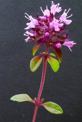 thymus-pulegioides