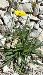 tolpisstaticifolia