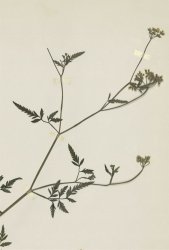 torilis-arvensis-subsp-arvensis