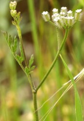torilis-leptophylla