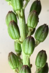 triglochin-maritima