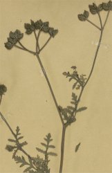 turgenia-latifolia
