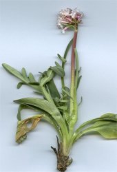 valeriana-tuberosa