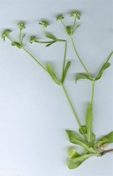valerianella-carinata