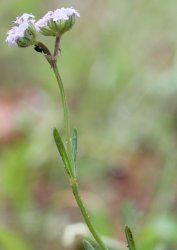 valerianella-coronata