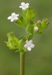 valerianella-dentata