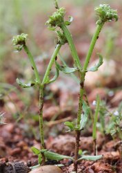 valerianella-echinata
