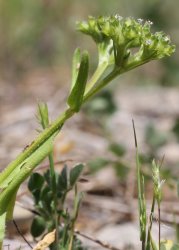 valerianella-eriocarpa