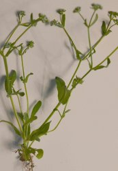 valerianella-locusta