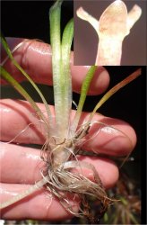 vallisneria-spiralis