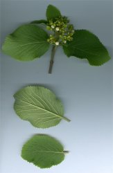 viburnum-lantana